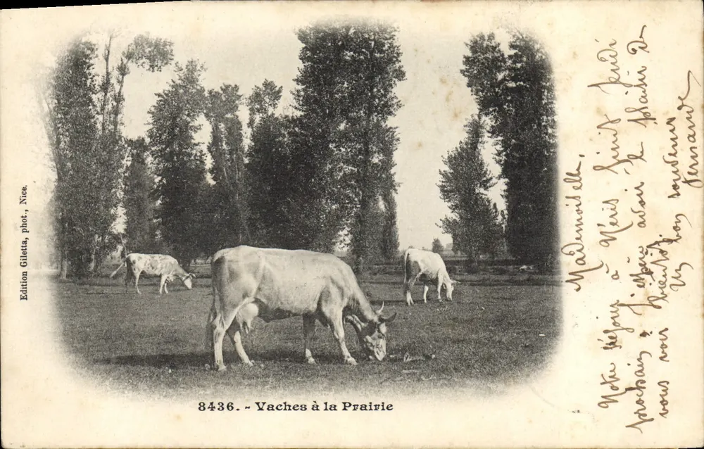 Vacas na Prairie — Edição Gilletta, fot., Nice, n° 8436 - Frente