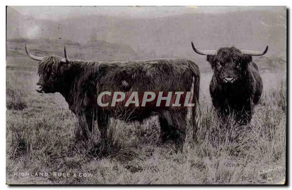 Highland Bull & Cow — deux vaches à cornes dans un paysage montagneux — éditeur Raphael Tuck & Sons, n° 6517 - Vorderseite