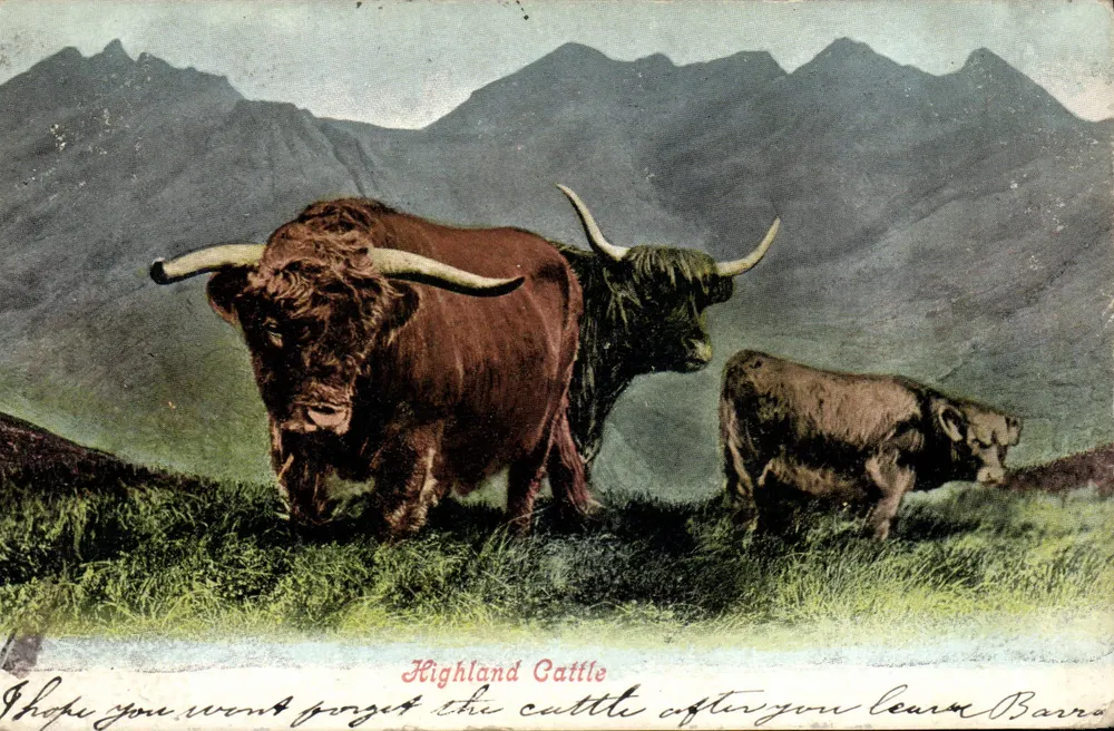 Bydła Highland — Barra — seria 'Highland Cattle' (wydawca nie widoczny) - Awers