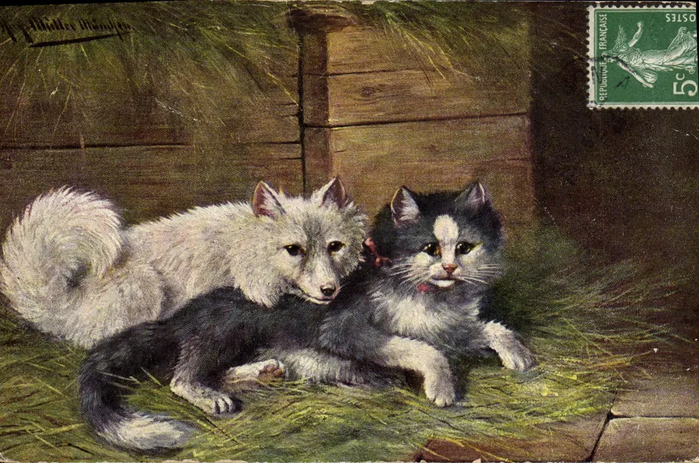 Raposa e gatinho — ilustração — K.F. Zerfuns, Paris, série 743 - Frente
