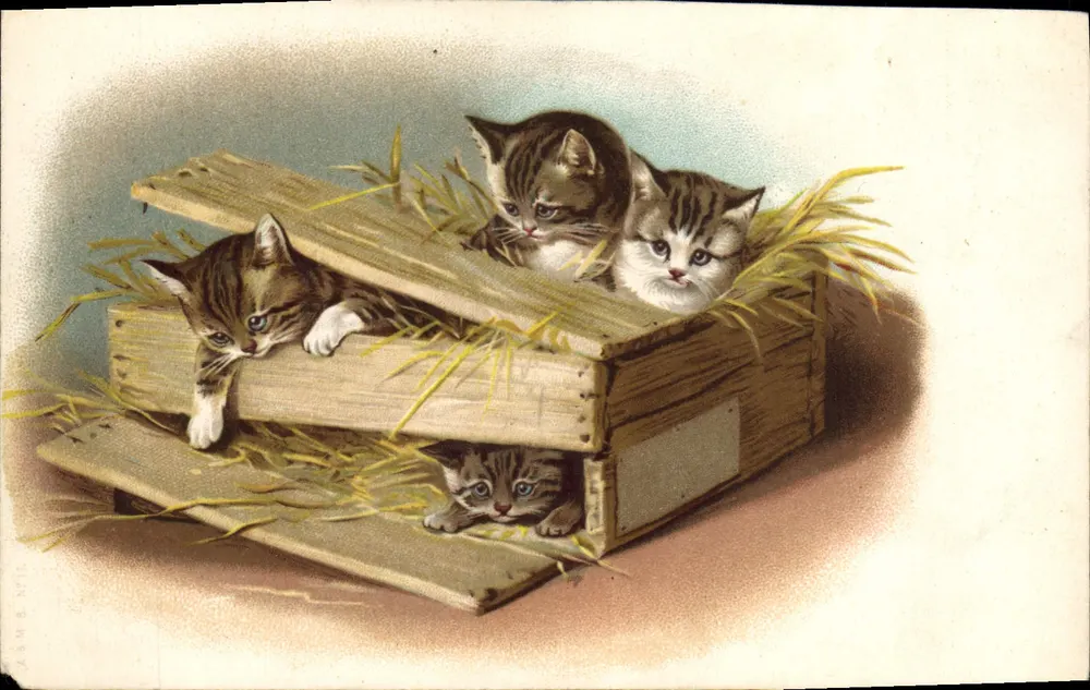 Cinco gatos filhotes em uma caixa — editor não identificado, número de série não visível - Frente