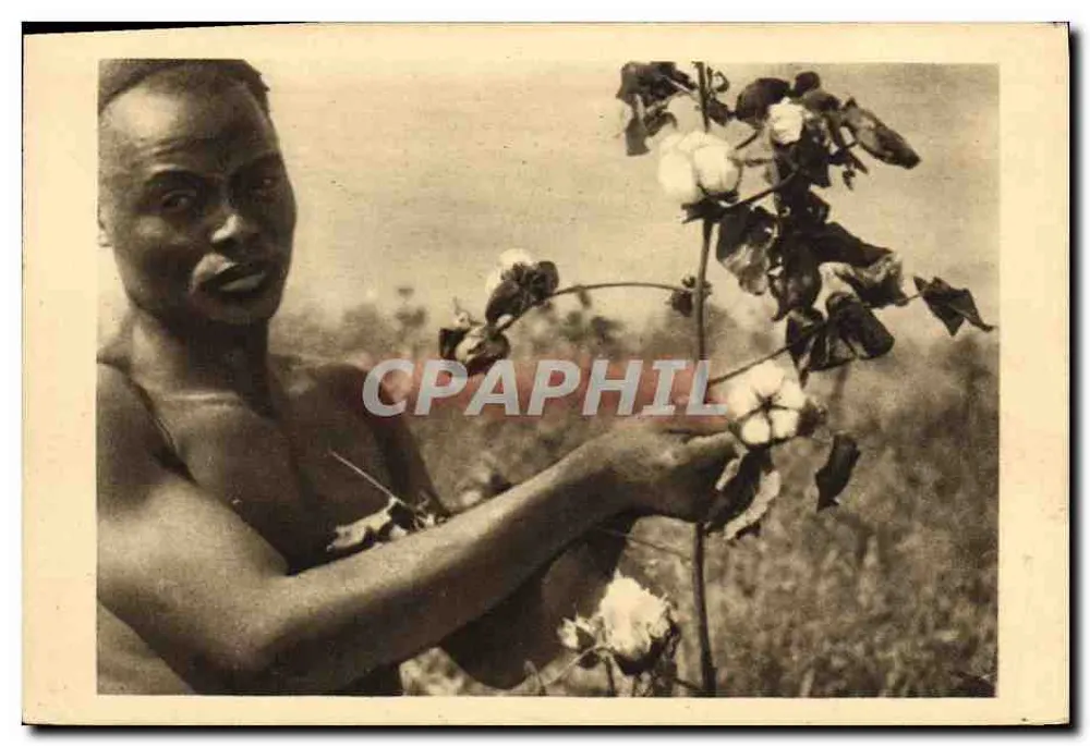 Französisch-Äquatorialafrika — Die Baumwoll-Ernte — Fotograf René Maresse - Vorderseite