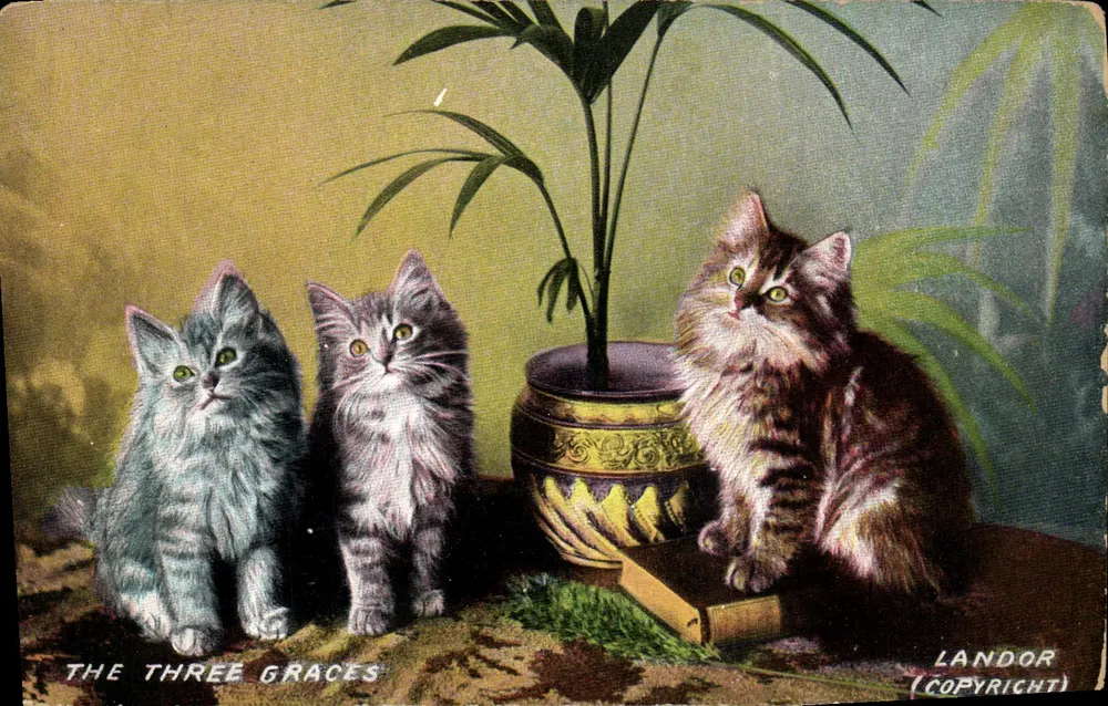 As Três Graças — três gatos — Landor (Copyright) - Frente