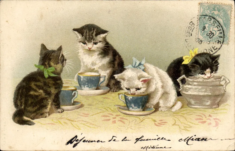 Café dos gatos — editor não visível, número de série não visível - Frente