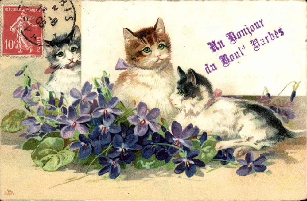 Três filhotes entre violetas — An Bonjour du Bonl' Barbès — editor não visível - Frente