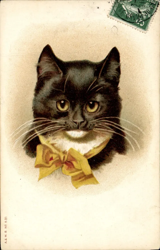 Gato preto — colar amarelo — A.&M.B. N° 531 - Frente