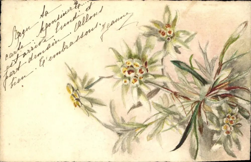 Edelweiss-Blüten — Aquarellzeichnung — Verleger nicht sichtbar - Vorderseite