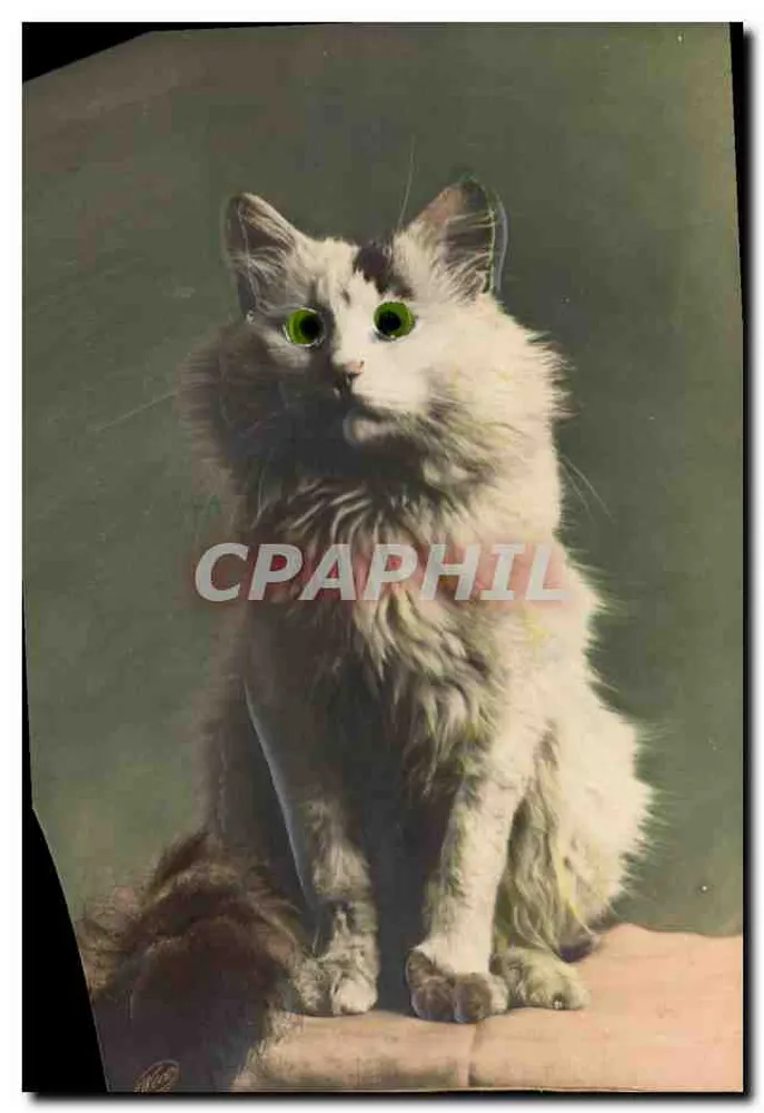 Cachorro branco e cinza sentado — retrato — editor desconhecido, número de série não visível - Frente