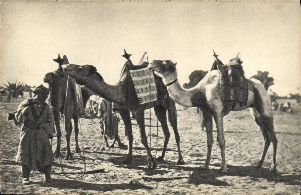 Dromedare im Sahara — Verlag Georges Lang, Paris - Vorderseite