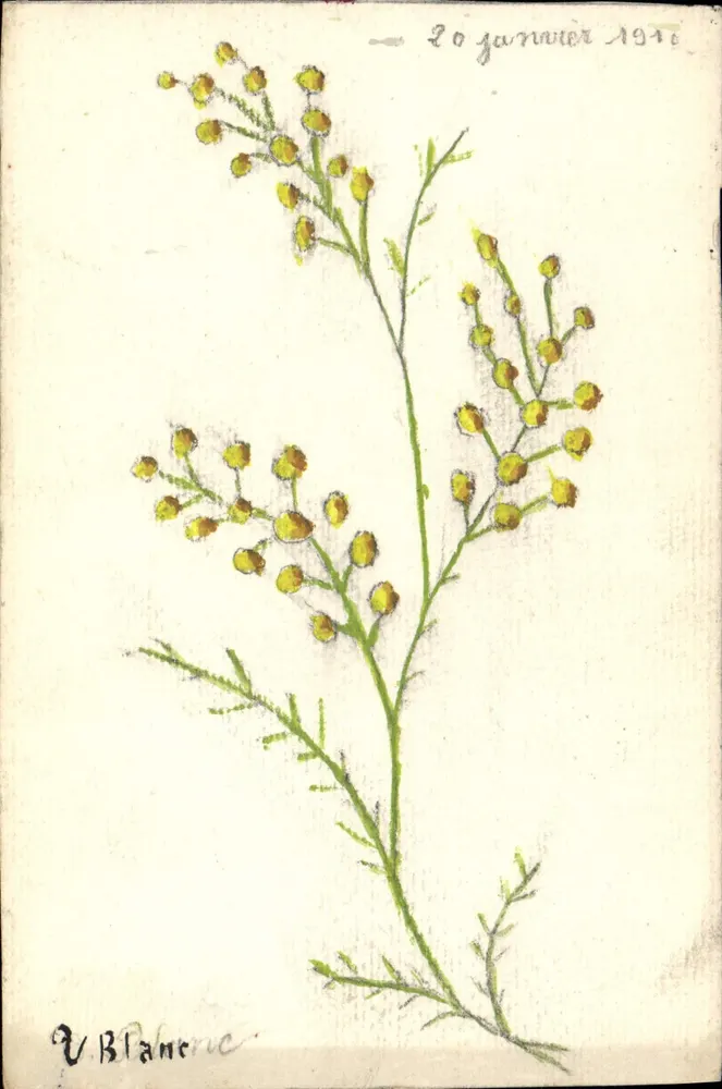 V. Blancre — Planta com flores amarelas — desenho a tinta e gouache - Frente