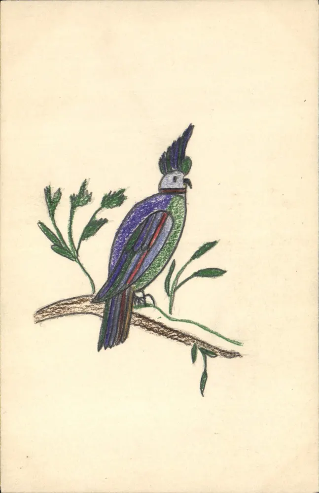 Pássaro exótico — desenho a lápis de cor — carta postal - Frente