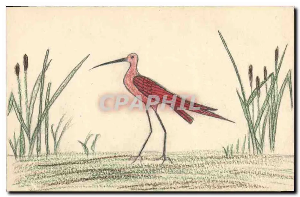 Ptak z długimi łapami — ilustracja — wydawca nieznany - Awers