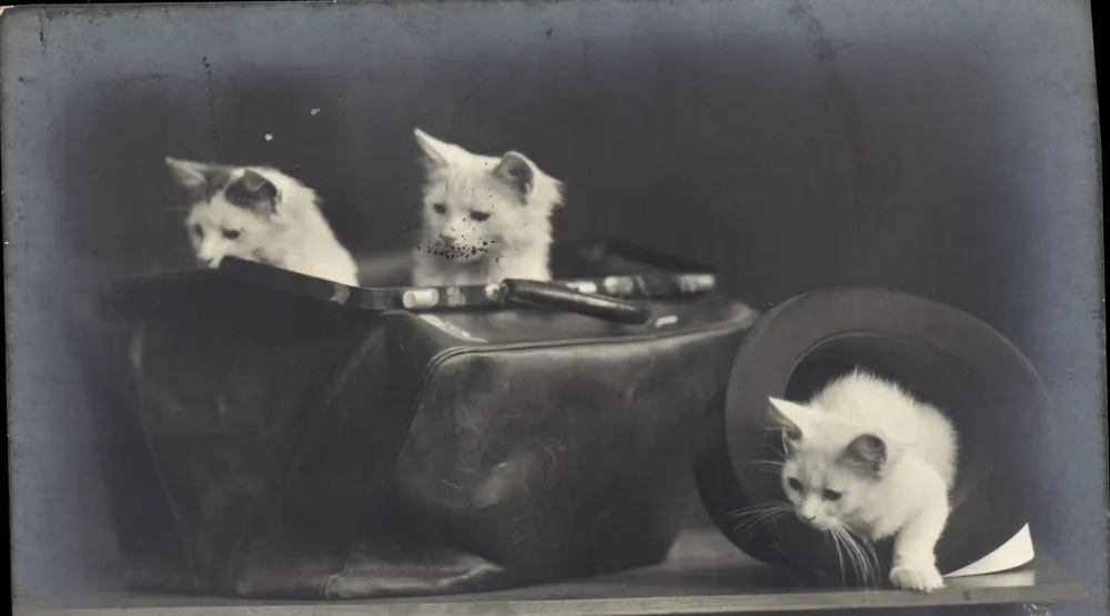 Três gatos filhotes — um em um chapéu — Bologna, 1913 - Frente