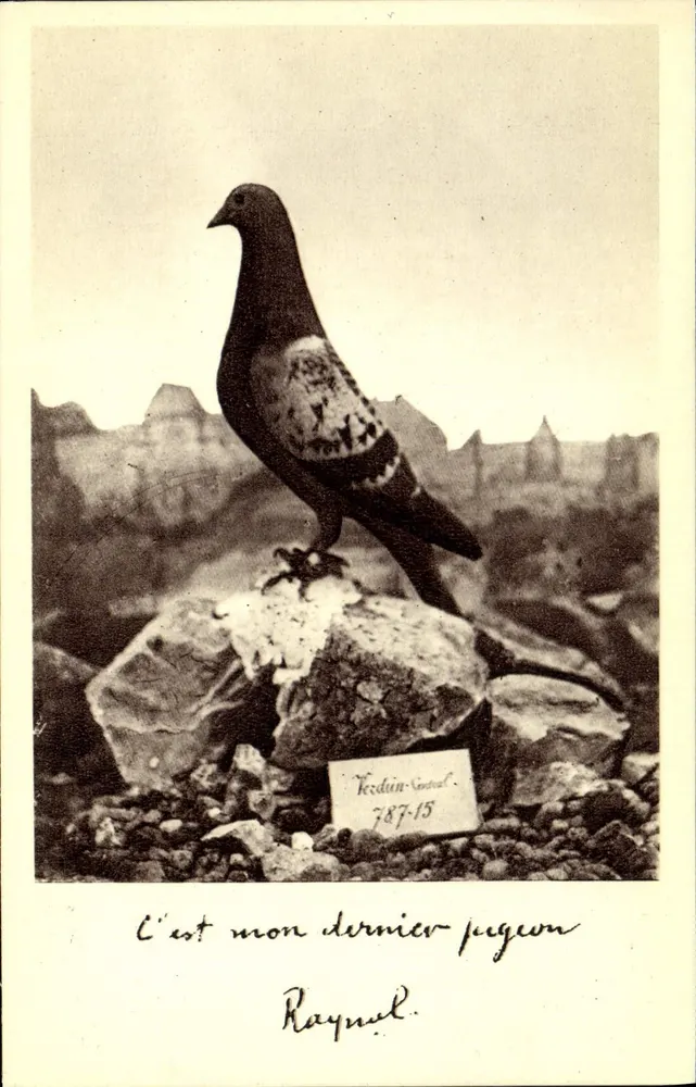 Pombo — 'É meu último pombo' — Verdun-Goural, n°15 - Frente