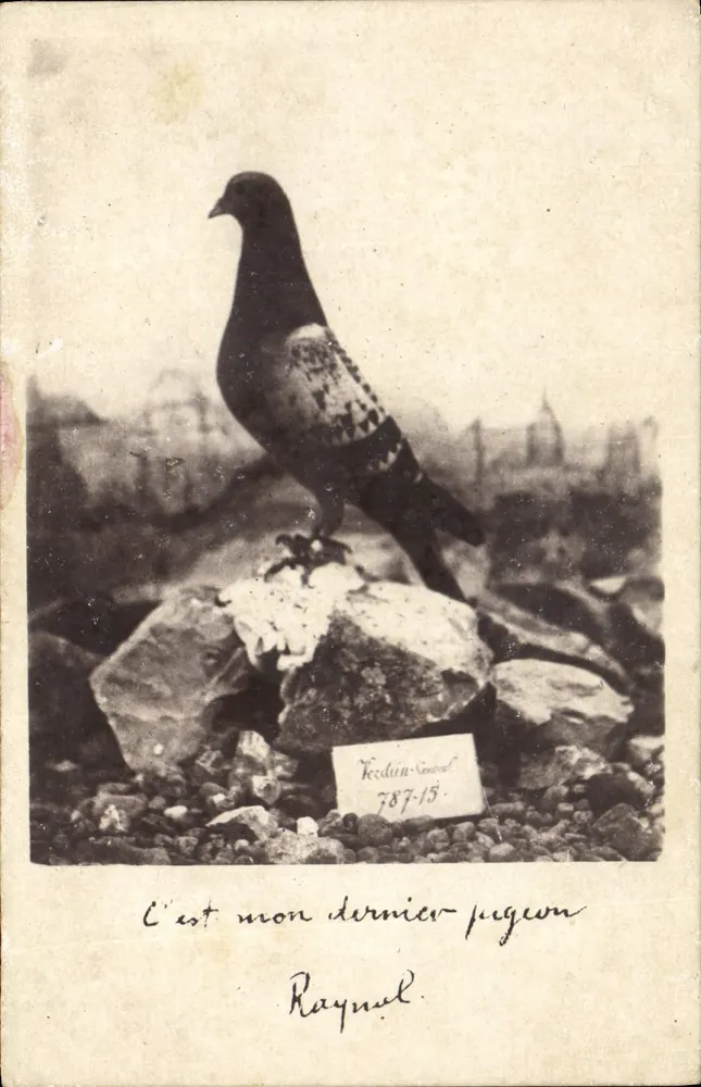 Taube — Verdun-Central 787-15 — Offizielles Taubenfoto - Vorderseite