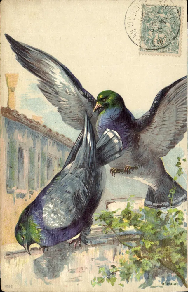 Zwei Tauben — Farbige Illustration — unbekannter Verlag, Nr. 1582 - Vorderseite