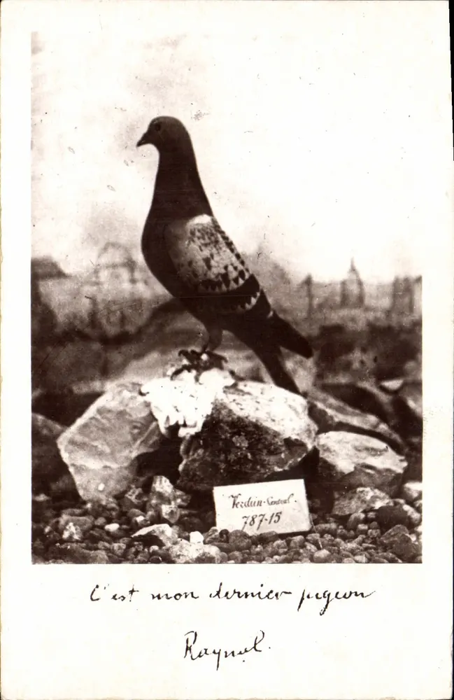 Papagei — 'C'est mon dernier pigeon' — Raynal, Verleger Térdin-Central, Nr. 787-15 - Vorderseite