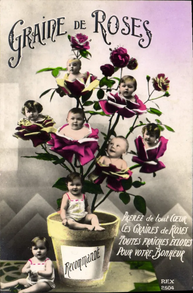 Rosensamen — Werbung für Rosen-Samen — Verlag REX, Nr. 2504 - Vorderseite