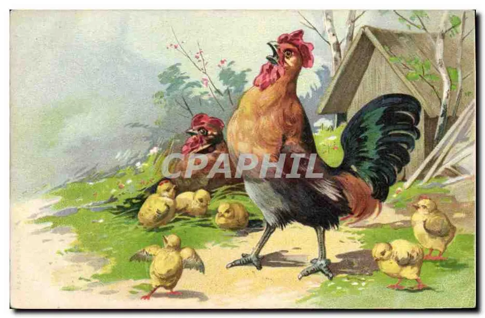 Galo e pintos — cena de fazenda — editor não visível - Frente