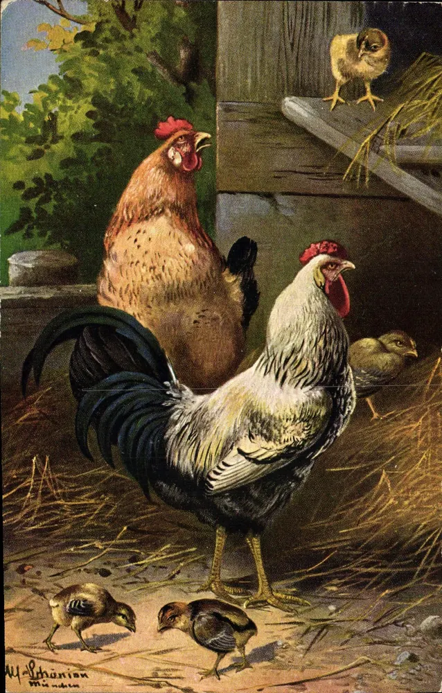 Galos e pintos em uma fazenda — desenho de M. Lithuanion — T.S.N. Série 888, impressa na Alemanha - Frente