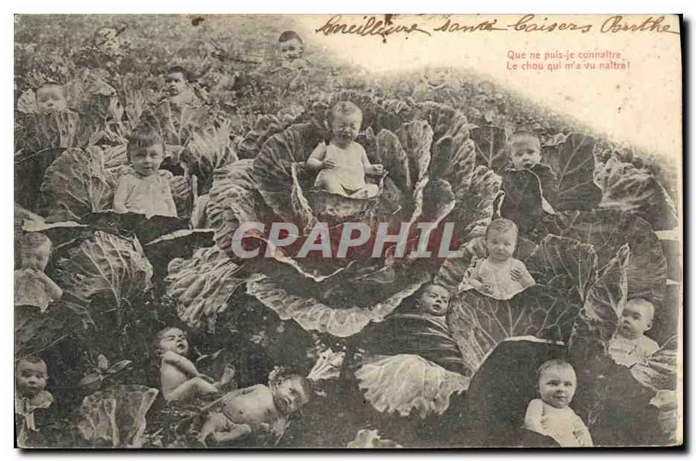 Bebês em um repolho — carta postal humorística — editor desconhecido, número de série não visível - Frente