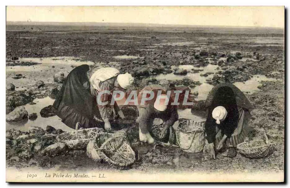 मॉलस के पकड़ना — एल.एल. — क्रमांक 3030 - आगे