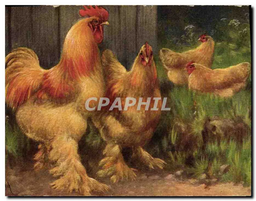 Poules et coq — scène de ferme — T.S.N. Série 907, éditeur T.S.N. - Frente