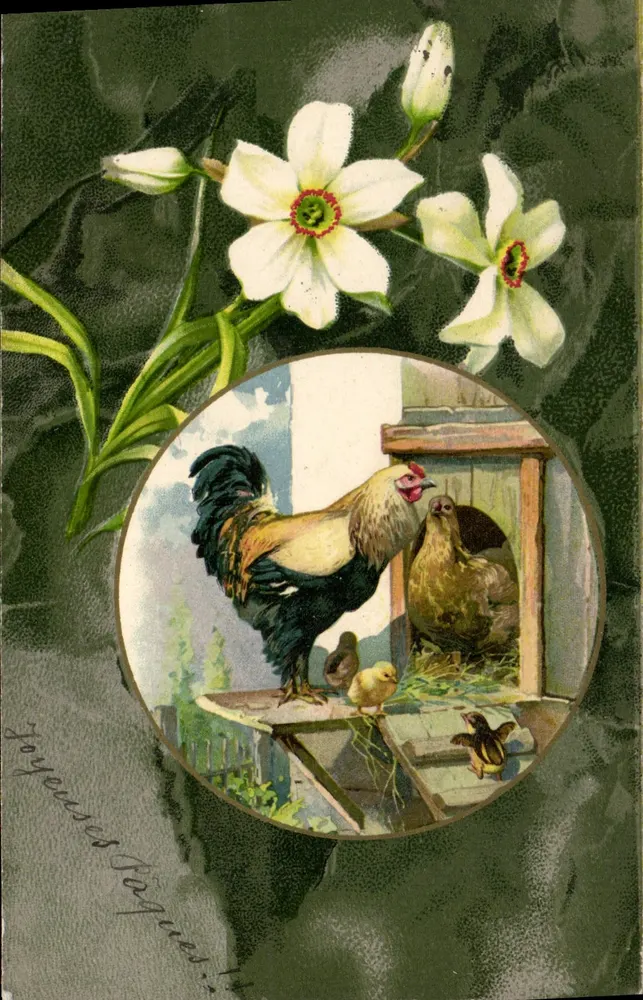 Galos e pintinhos — flores brancas — carta postal de P. Rebouh - Frente