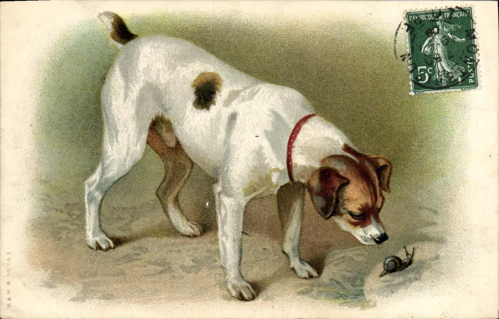 Cachorro — observando uma lesma — A&M B N°663 - Frente