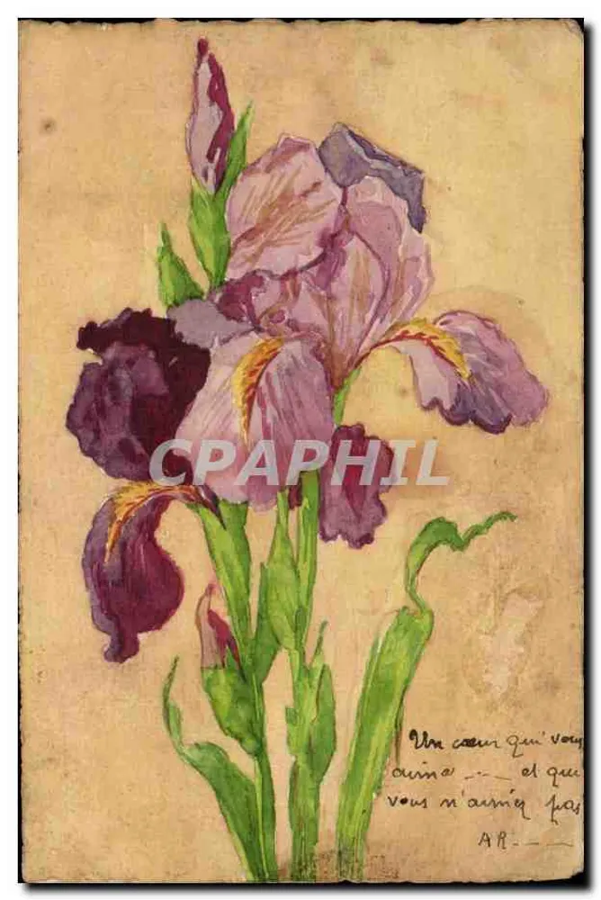 Iris — Aquarellzeichnung — unbekannter Verlag, Seriennummer nicht sichtbar - Vorderseite