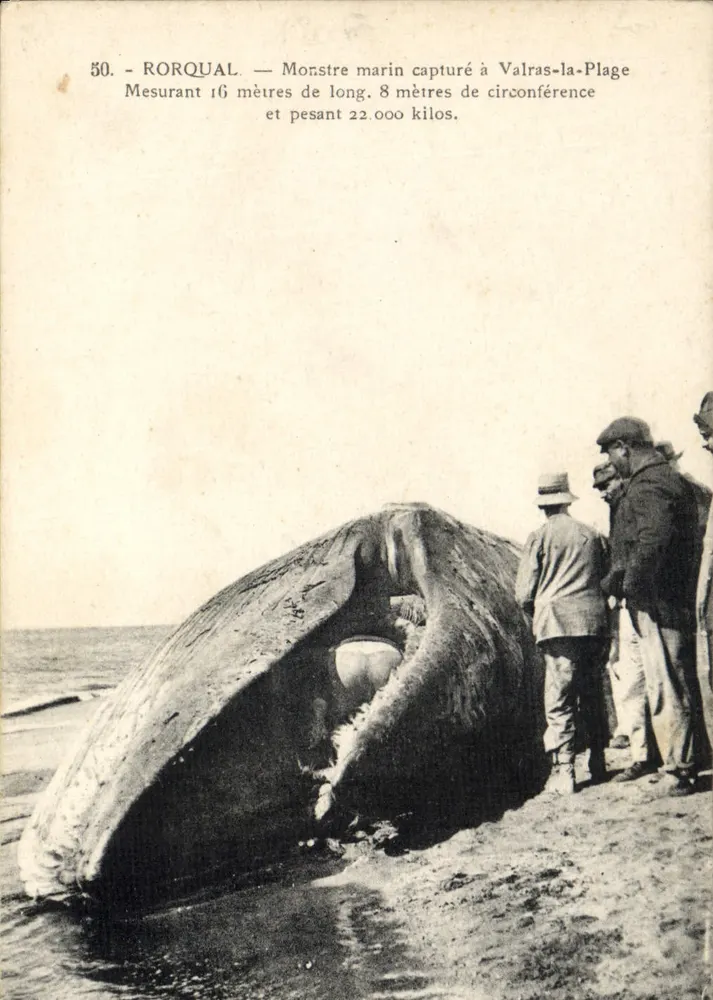 Wale — Meermonster gefangen in Valras-la-Plage — Serie 50 - Vorderseite