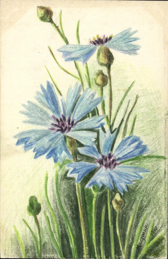 Mohnblumen — Federzeichnung in Farbe — Marquenay 1910 - Vorderseite