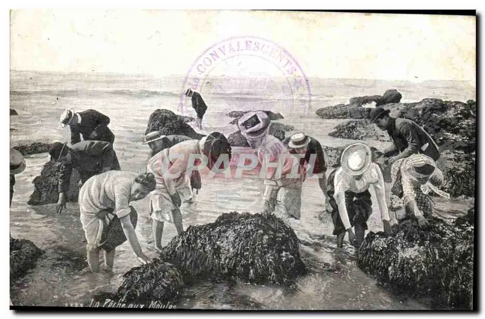 मौलस के शिकार — कॉन्वैलेसेंट्स — प्रकाशक कॉन्वैलेसेंट्स, संख्या 233 - आगे