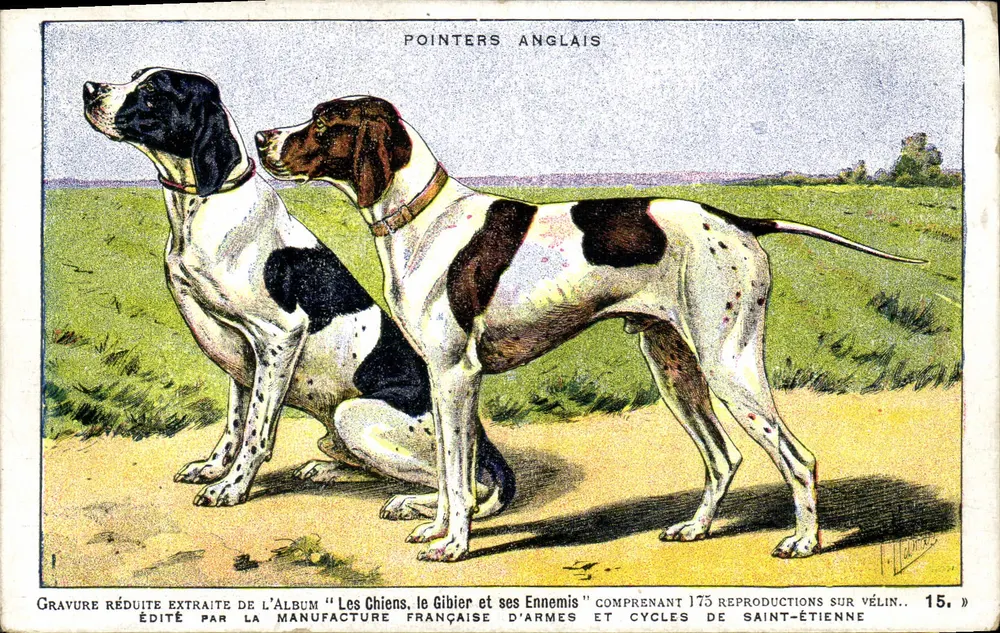 Pointers Ingleses — gravura extraída do álbum 'Os Cães, a Caça e Seus Inimigos' — Manufatura Francesa de Armas e Cycles de Saint-Étienne, n°15 - Frente