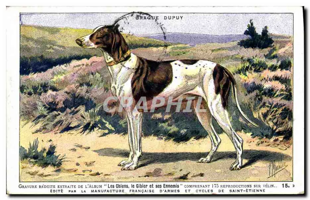 Braque Dupuy — Jagdhund — veröffentlicht von Manufacture Française d'Armes et Cycles de Saint-Étienne, n° 43 bis - Vorderseite