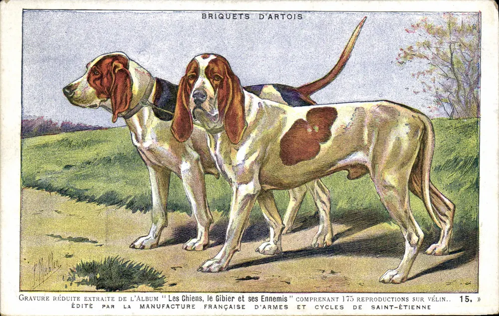 Zwei Artois-Briquet-Jagdhunde — Gravur aus dem Album 'Les Chiens, le Gibier et ses Ennemis' — von der französischen Waffen- und Fahrradfabrik Saint-Étienne - Vorderseite