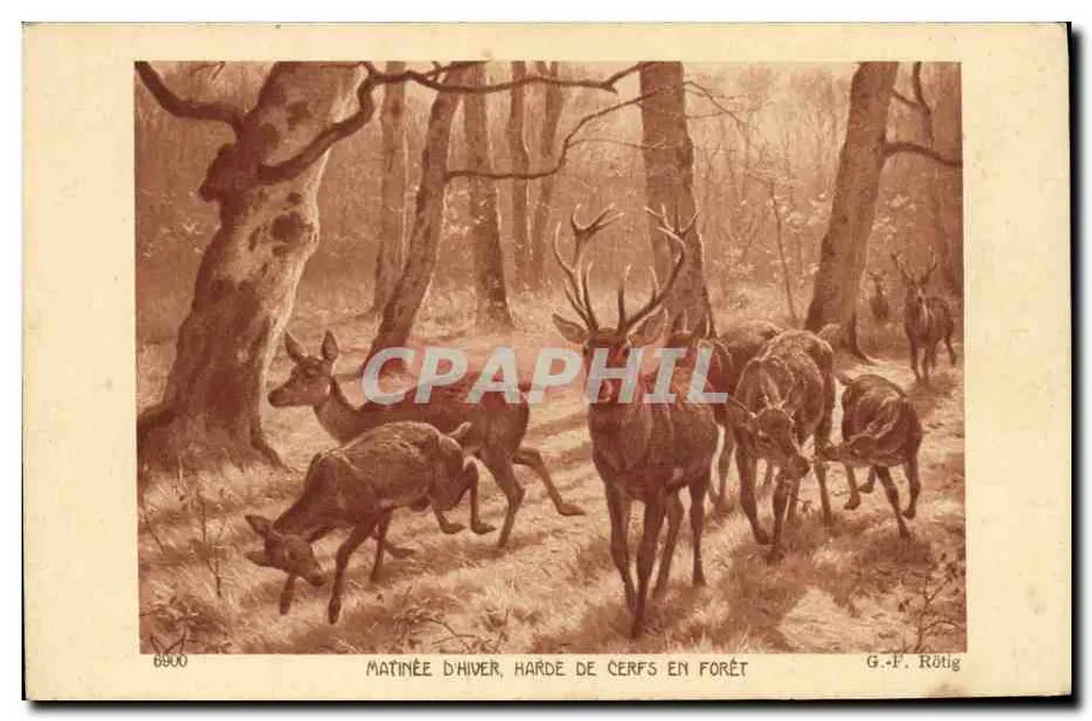 Manhã de inverno, manada de cervos na floresta — G.-F. Rötig — série 6900 - Frente