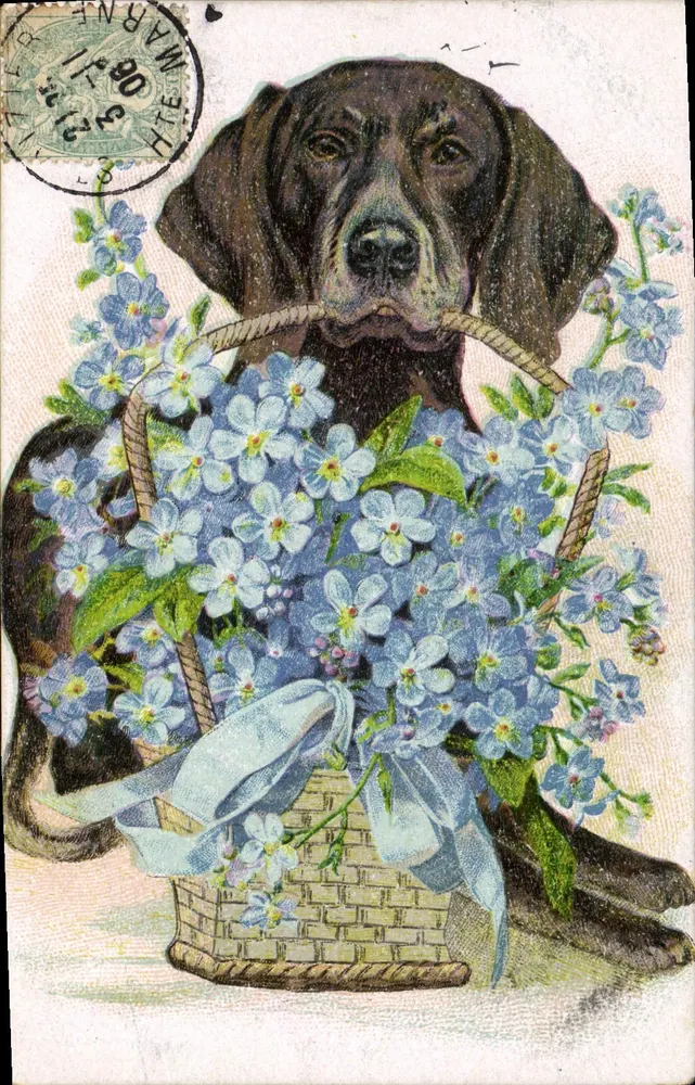 Cão preto segurando um cesto de flores azuis — editor não visível, número de série não legível - Frente
