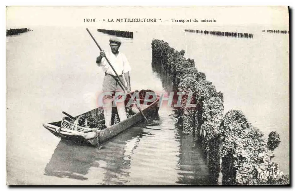 Muschelzucht — Transport des Spats — Verlag Drucker - Vorderseite