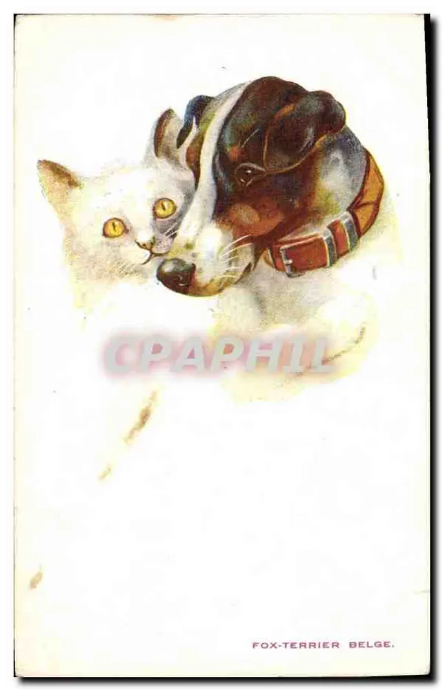 Gato branco e Fox-Terrier belga — série 802 — A.G. & Co., London - Frente