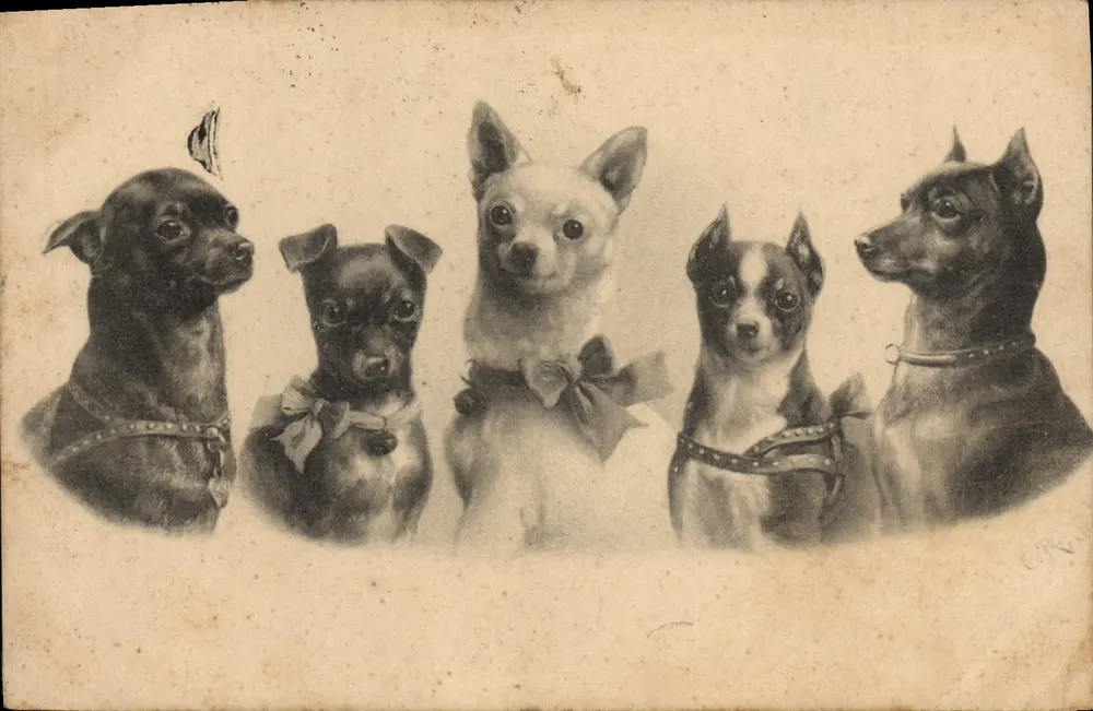 Cinco cães — ilustração — Nürnberg Theo Strofer Nr. 4 - Frente