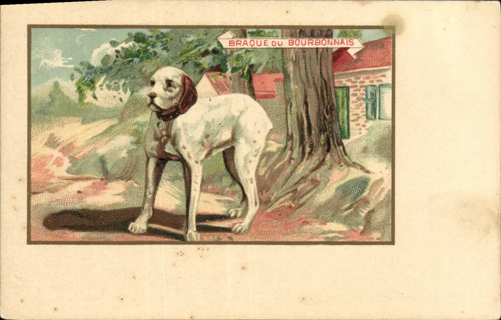 Braque du Bourbonnais — cão de caça — carta postal ilustrada - Frente