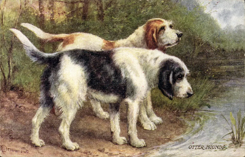 Dois cães de otter — Cães de Otter — por M. Drummond - Frente