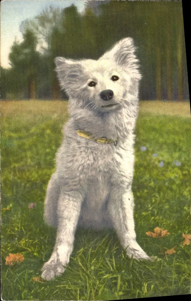 Cão branco sentado em um parque — Samoyede, n° 60 - Frente