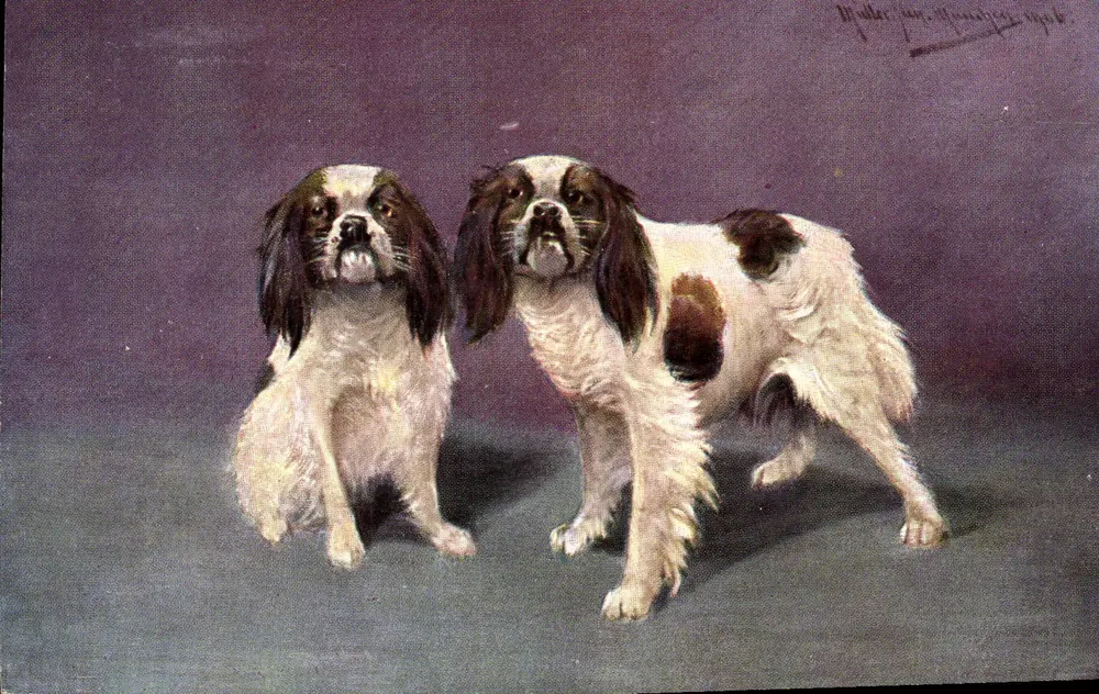 Dois cães spaniels — pintura — série 425 - Frente