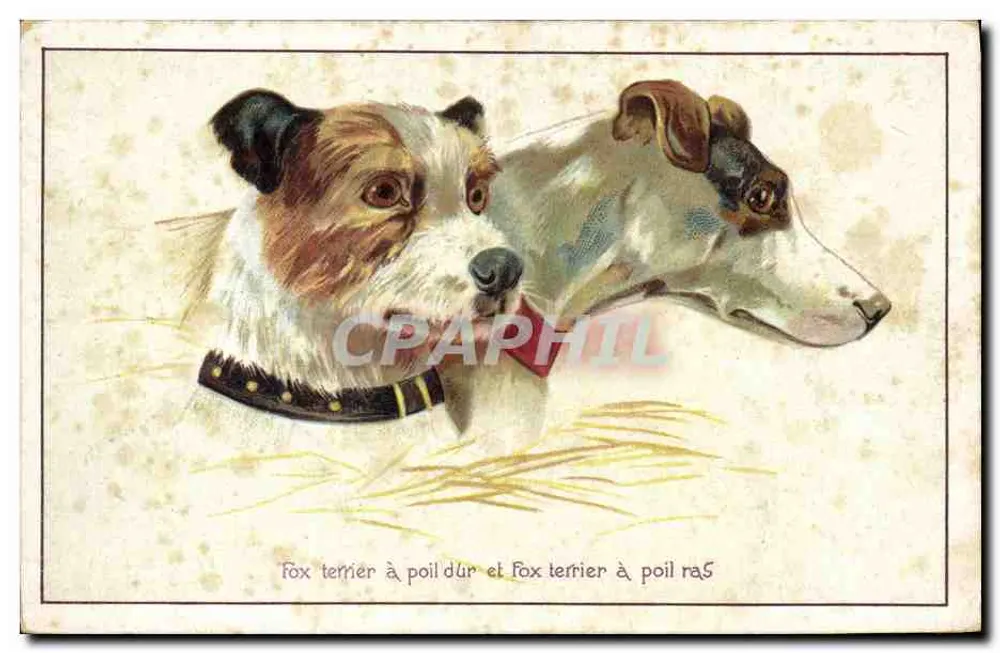 Staubbelloser Fox Terrier und glatthaariger Fox Terrier — ARS CARVA, n° 377-3 - Vorderseite