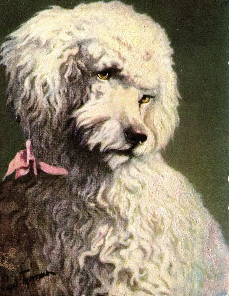 Portret psa z białą grzywą — praca Colléte Trumper — wydawca Tuck's Post Card, nr 6990 - Awers