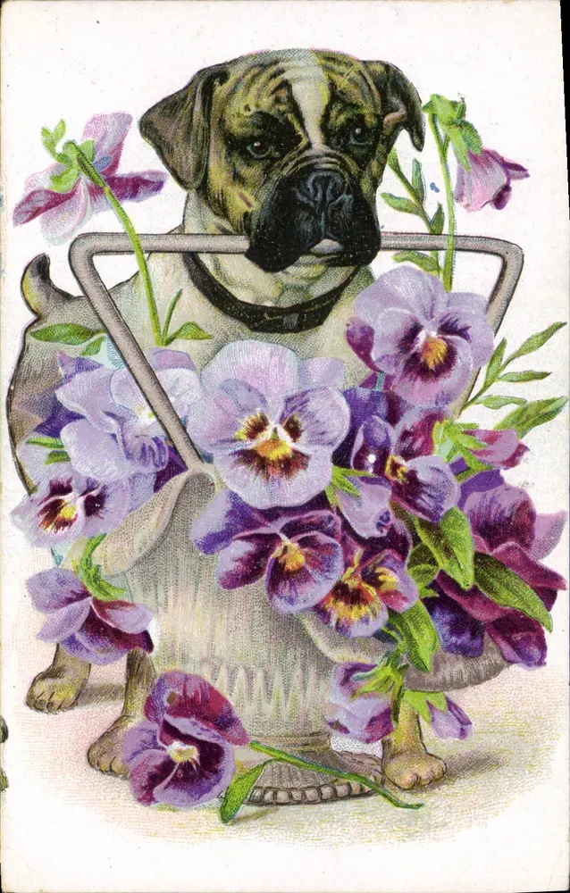 Chien Boxer — dans un panier de fleurs de pensées — éditeur non visible - Frente