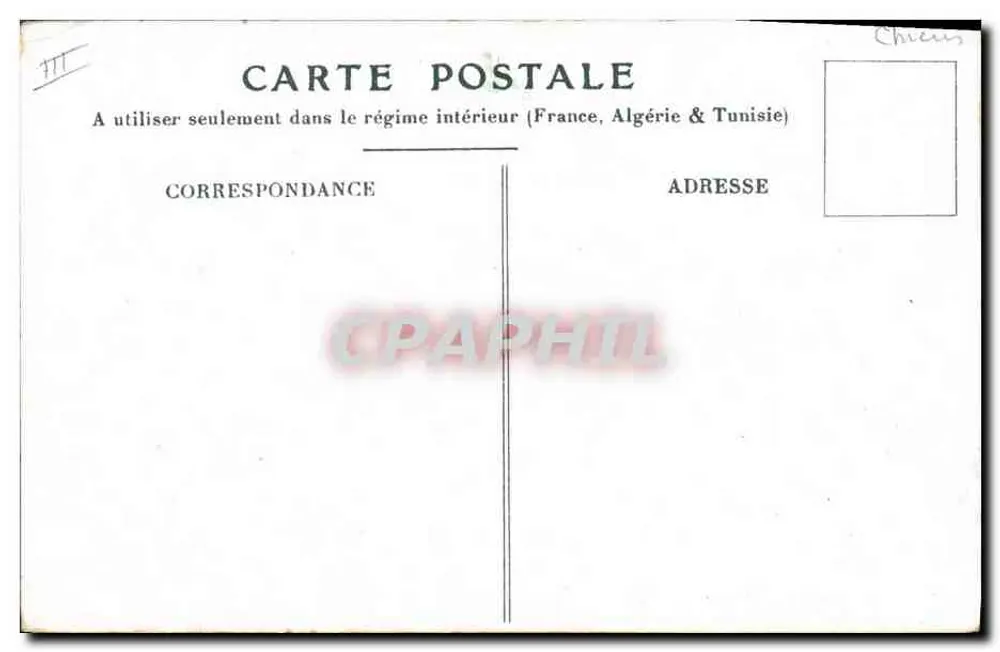 Chien Boxer — dans un panier de fleurs de pensées — éditeur non visible - Verso