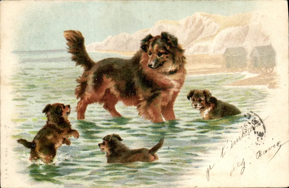 Cães na água — cena de praia — A. R.M. B. N°564 - Frente